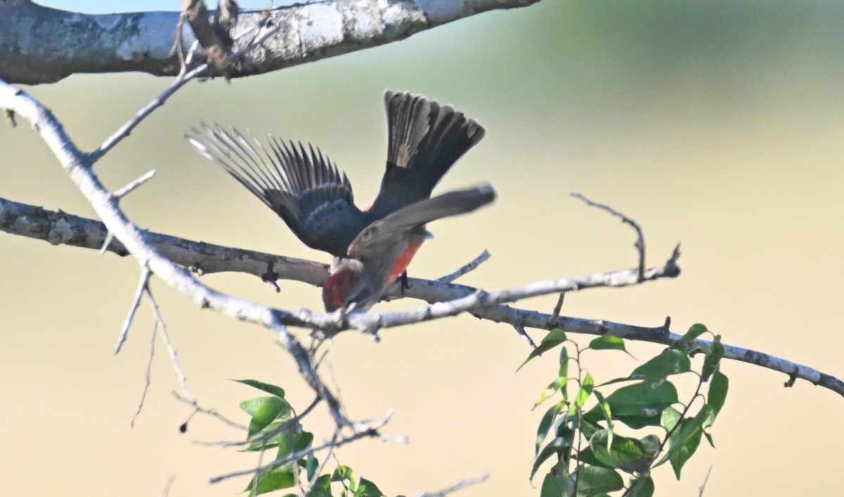 Vermilion Flycatcher - ML625510198