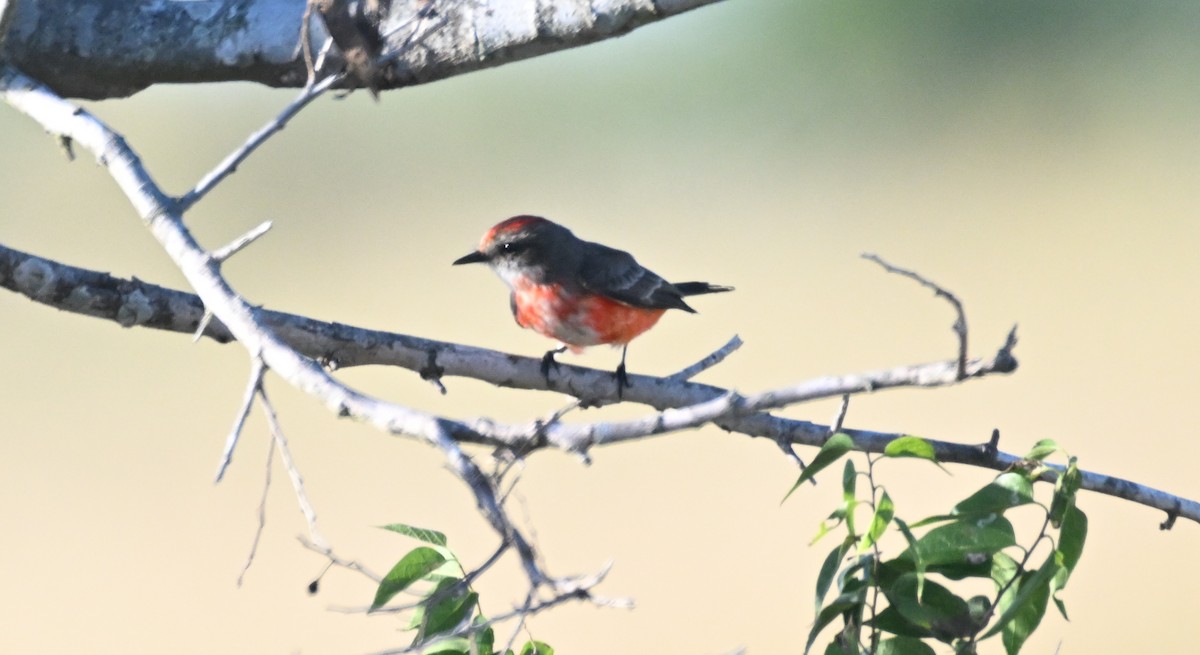 Vermilion Flycatcher - ML625510199