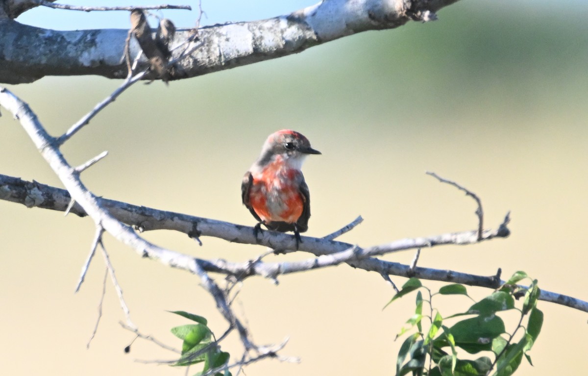 Vermilion Flycatcher - ML625510200