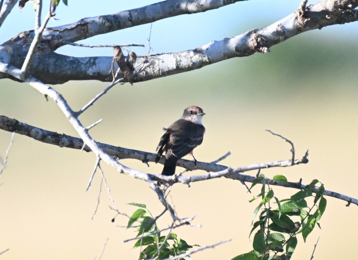 Vermilion Flycatcher - ML625510201