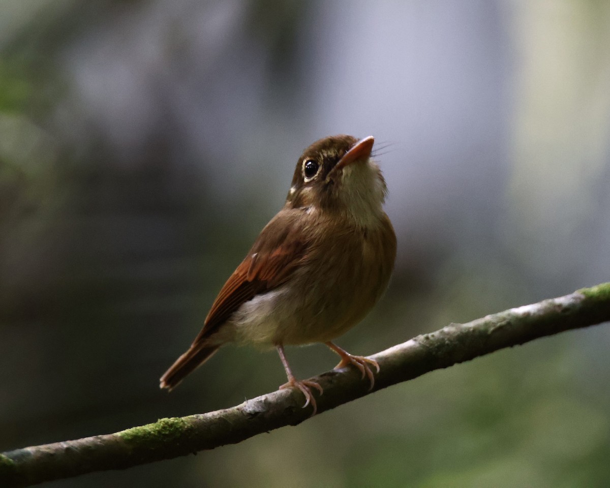 Russet-winged Spadebill - ML625510204