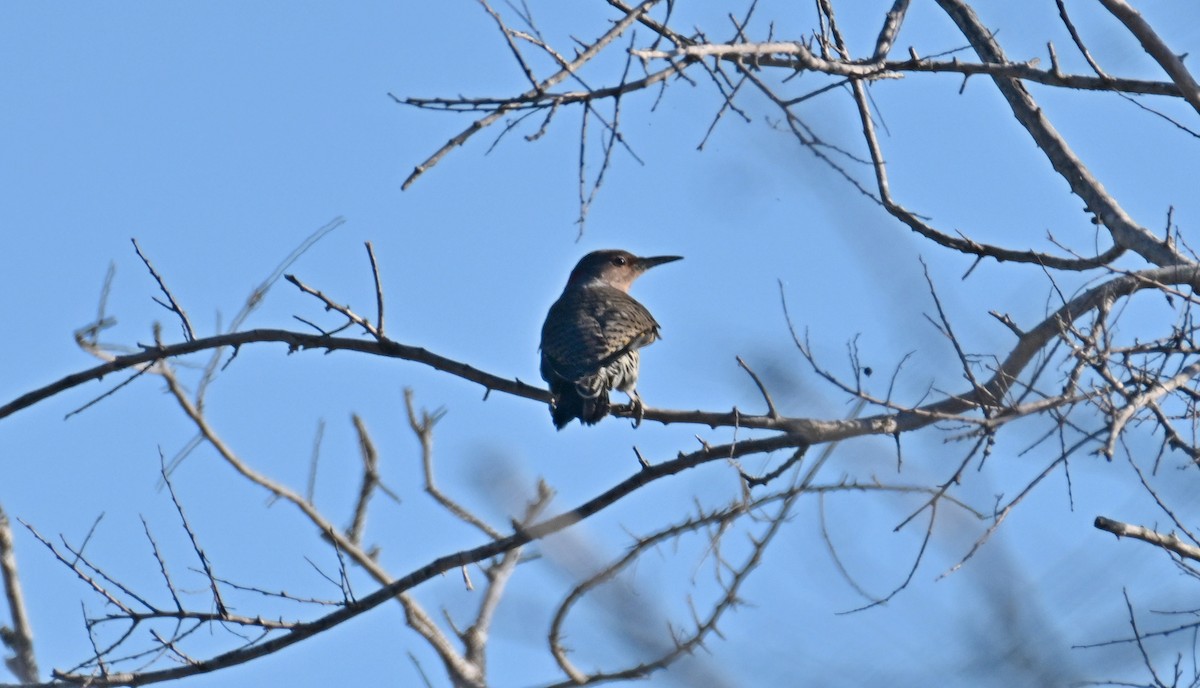 Northern Flicker - ML625510224