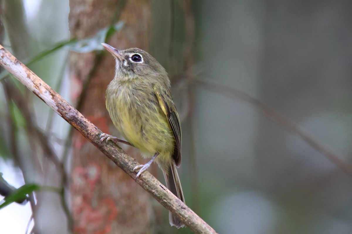 Eye-ringed Tody-Tyrant - ML625510246