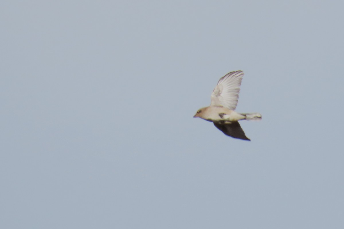 Northern Shrike - Del Nelson