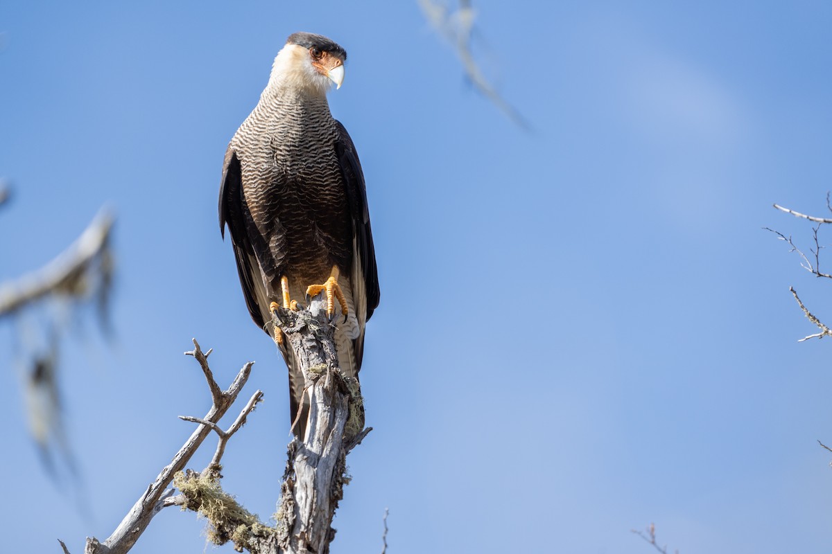 Crested Caracara - ML625510292