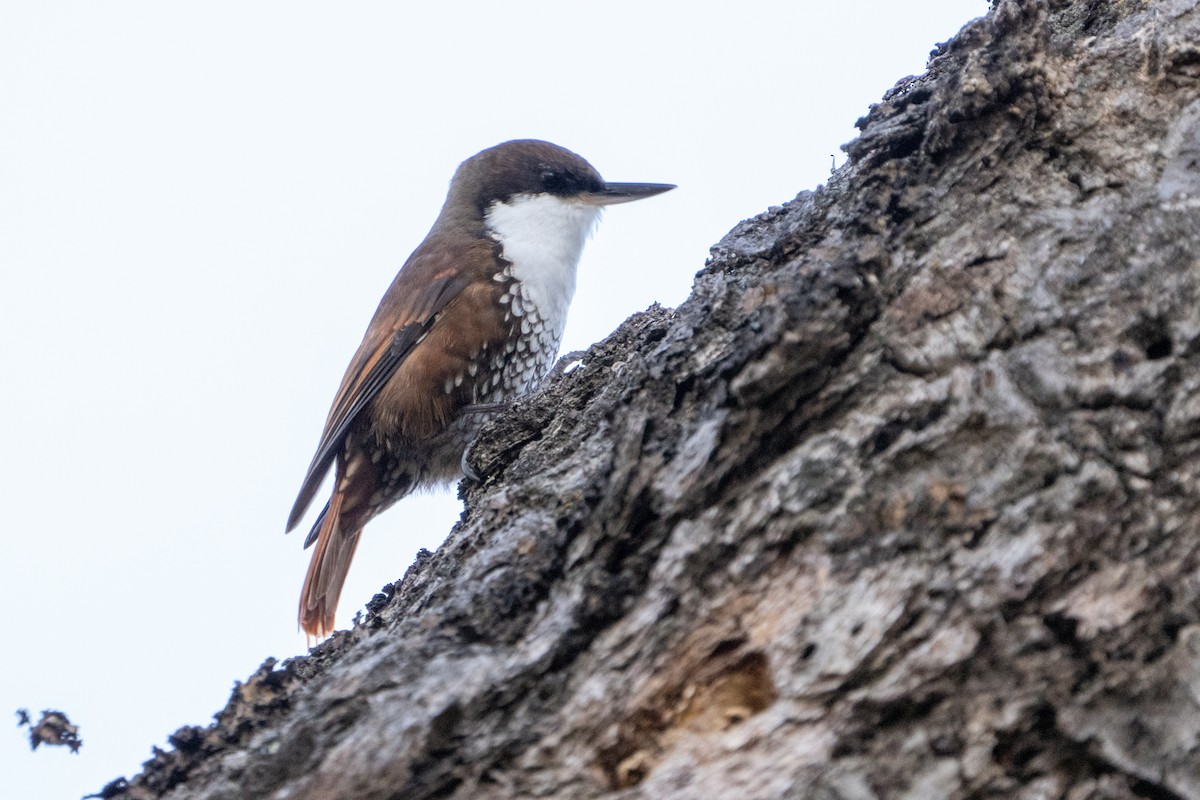 White-throated Treerunner - ML625510298