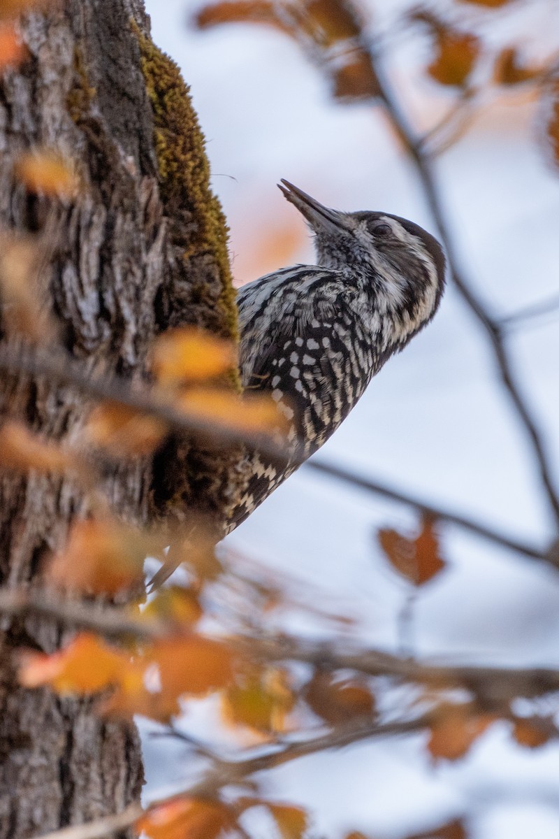 Striped Woodpecker - ML625510397