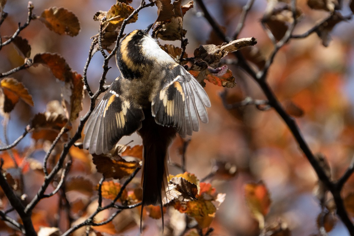 Thorn-tailed Rayadito - ML625510399