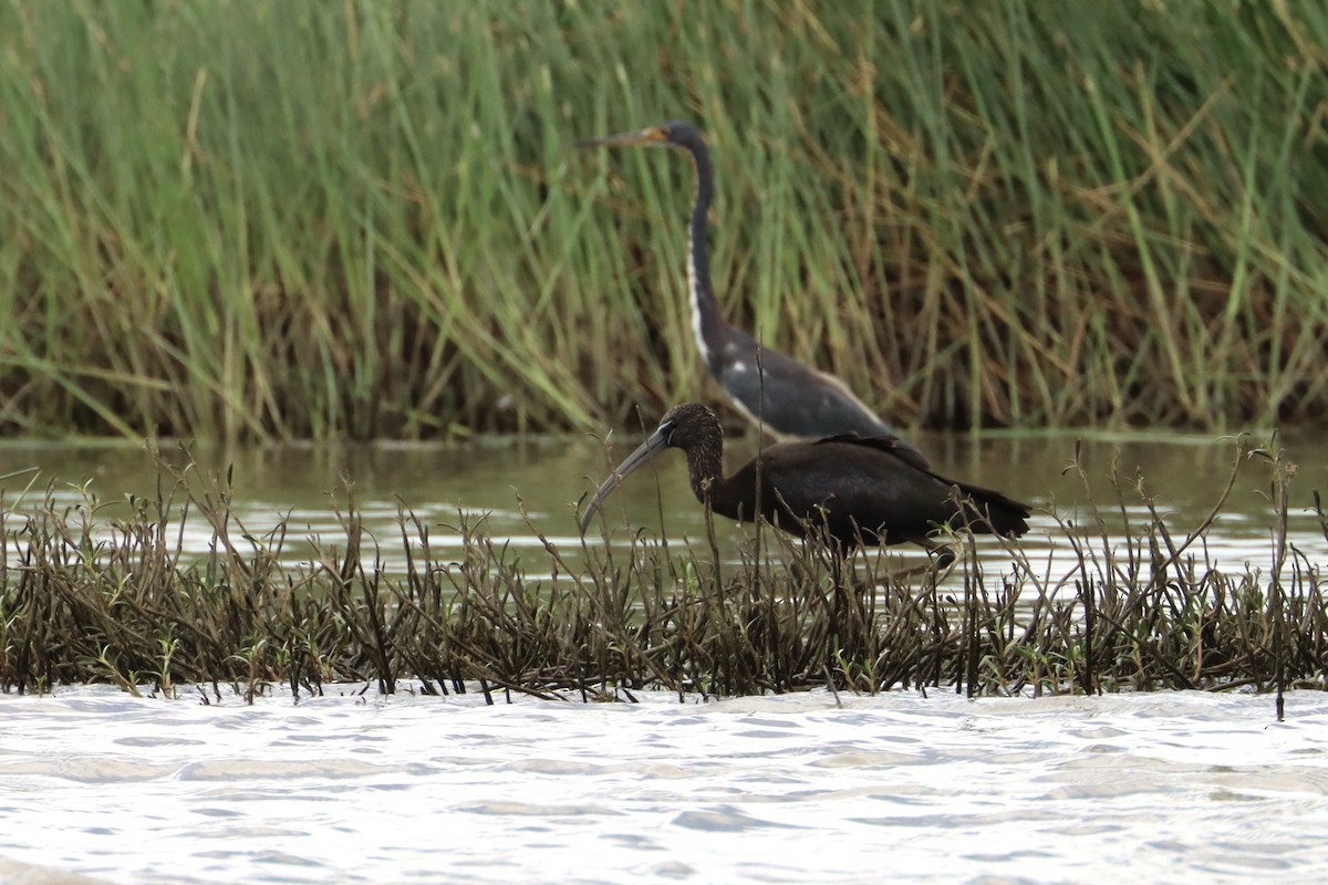 bronseibis - ML625510584