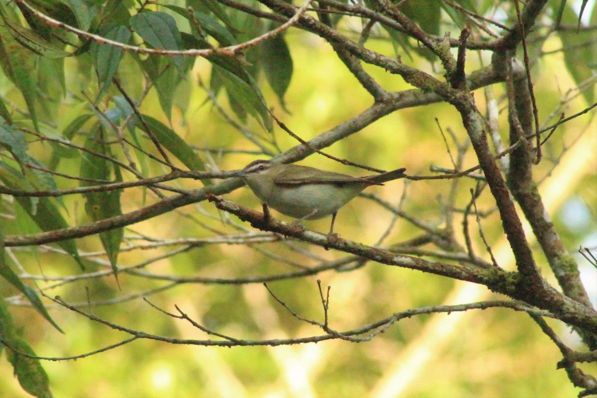 Red-eyed Vireo - Daniel de Jesus Garcia León