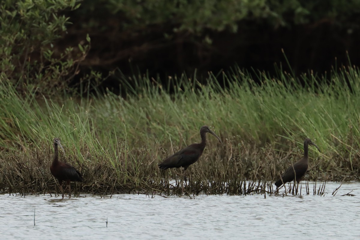 bronseibis - ML625510752