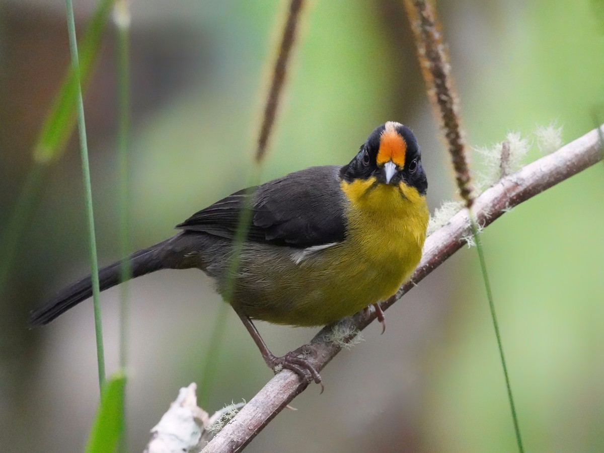 Pale-naped Brushfinch - ML625510797