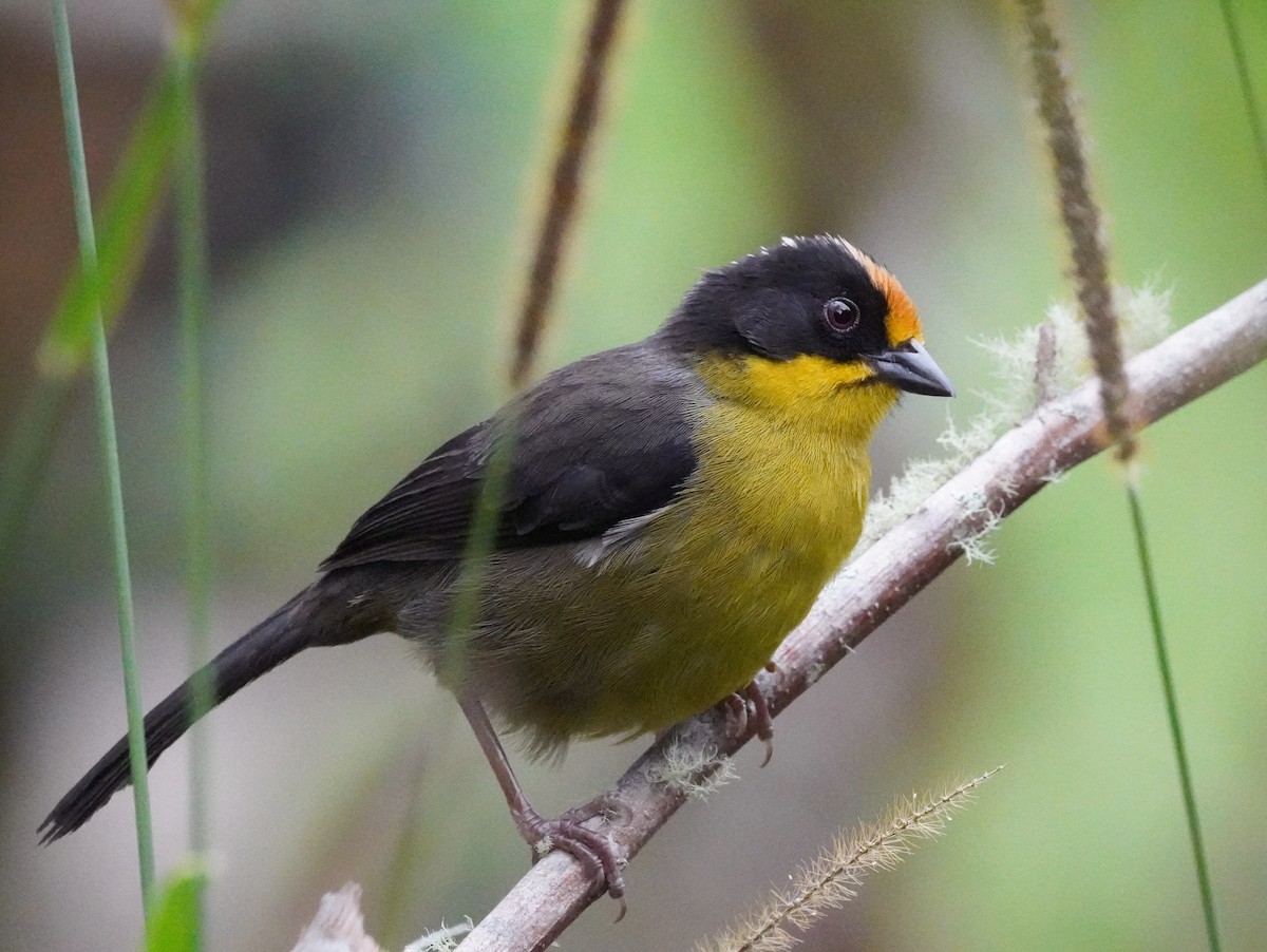 Pale-naped Brushfinch - ML625510798