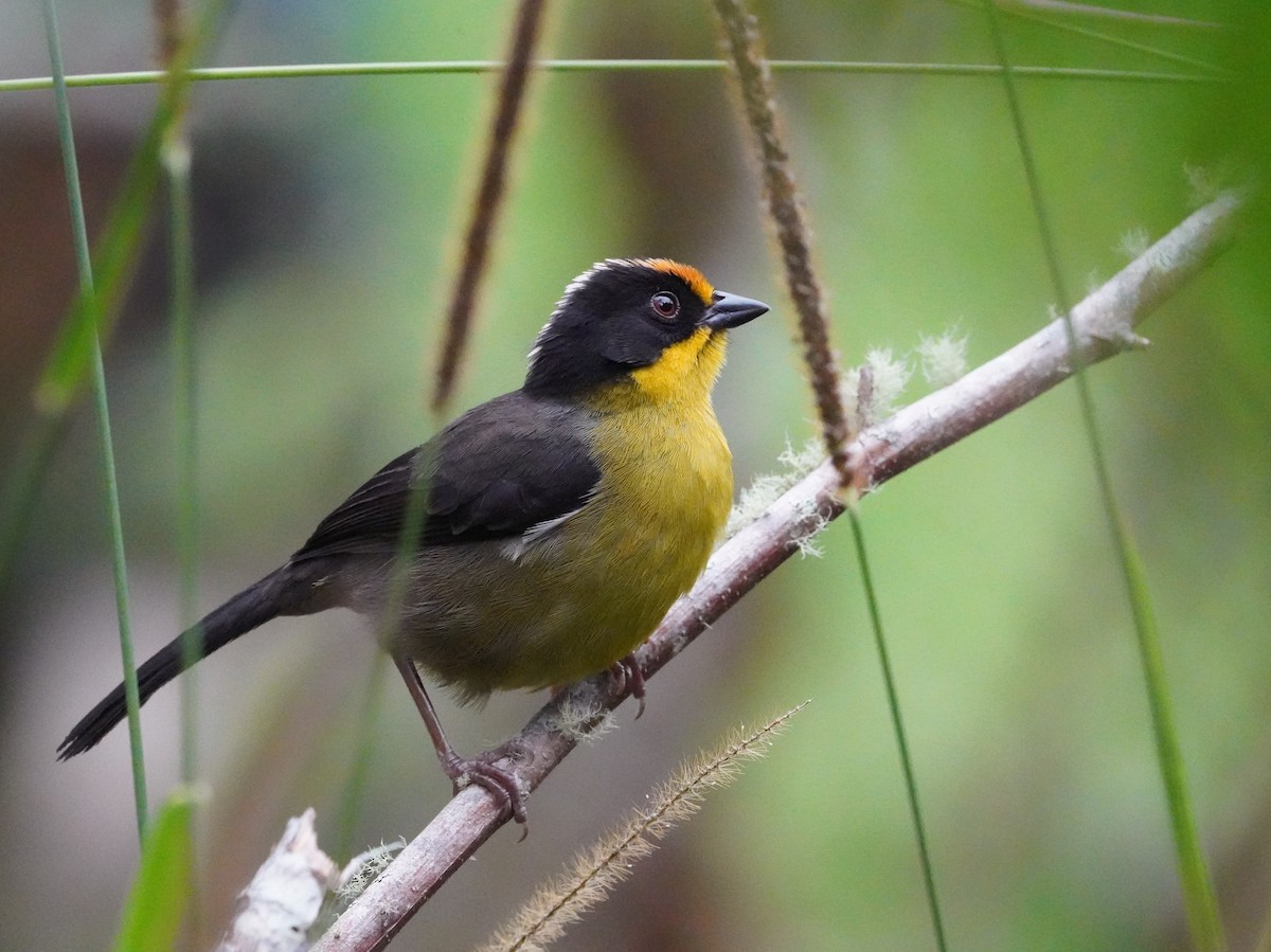 Pale-naped Brushfinch - ML625510799