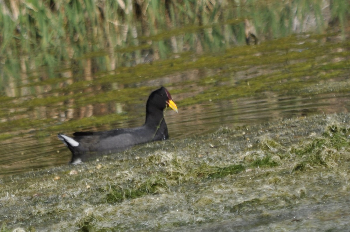 Red-fronted Coot - ML625510942