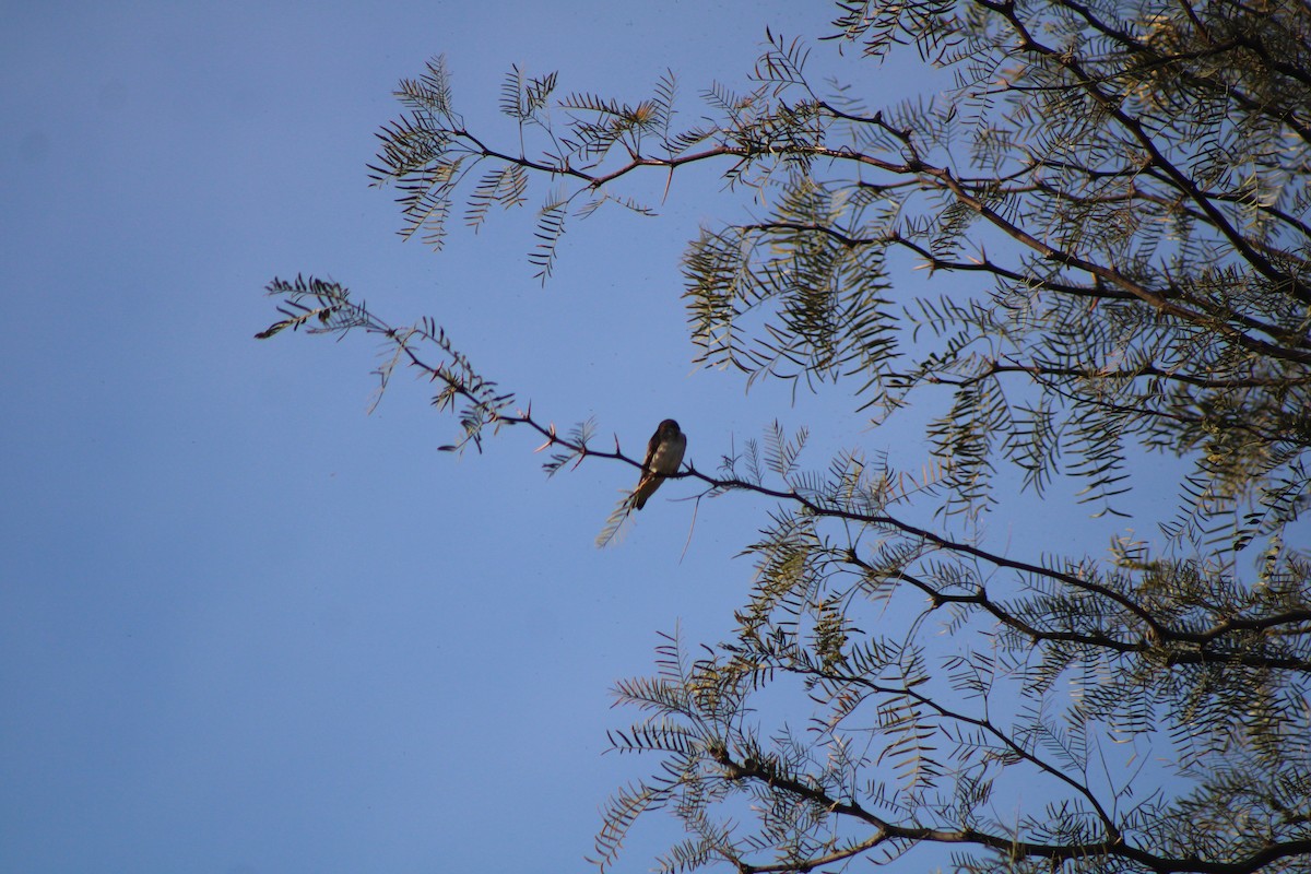 Northern Rough-winged Swallow - ML625510966