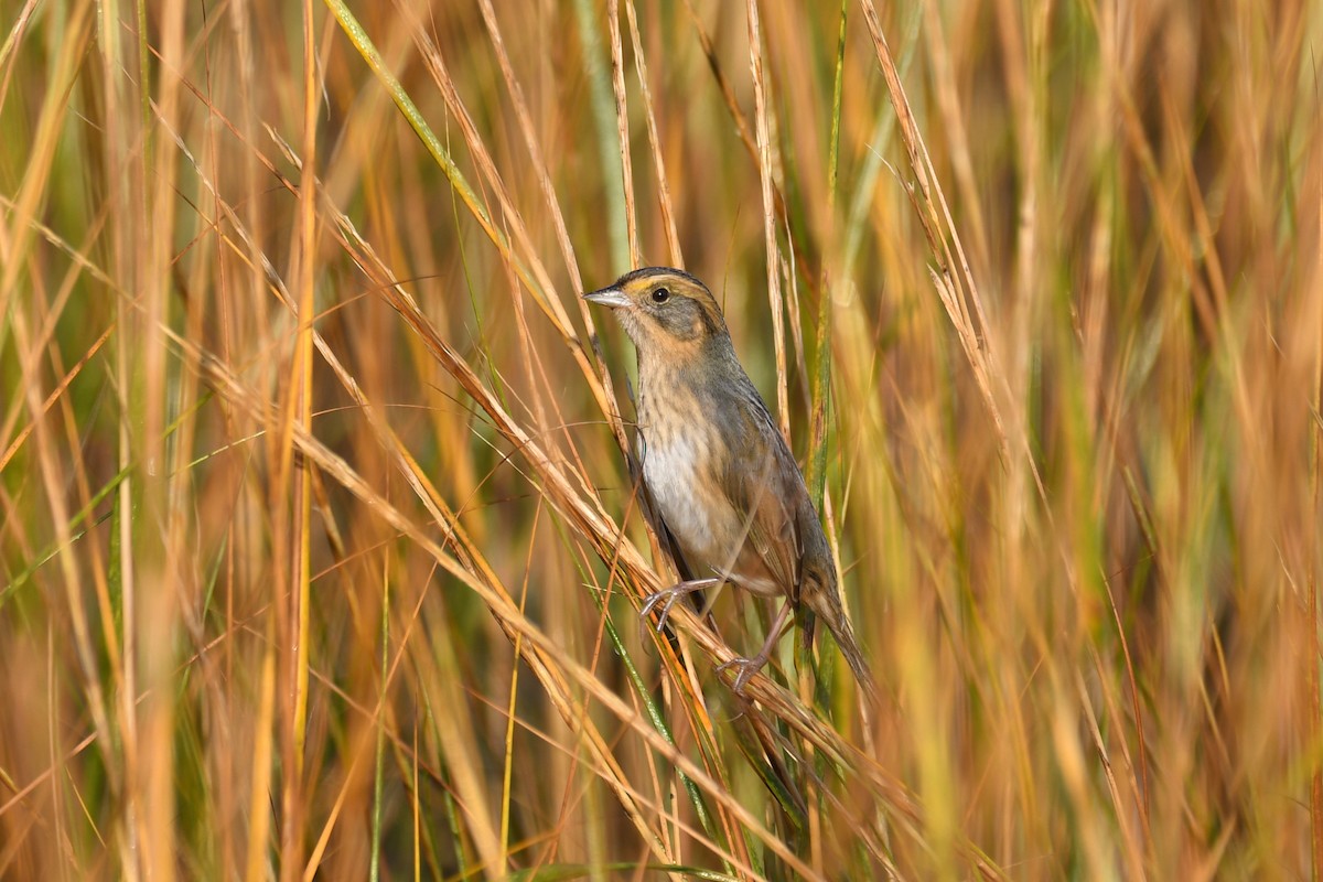 Chingolo de Nelson (subvirgatus) - ML625511015