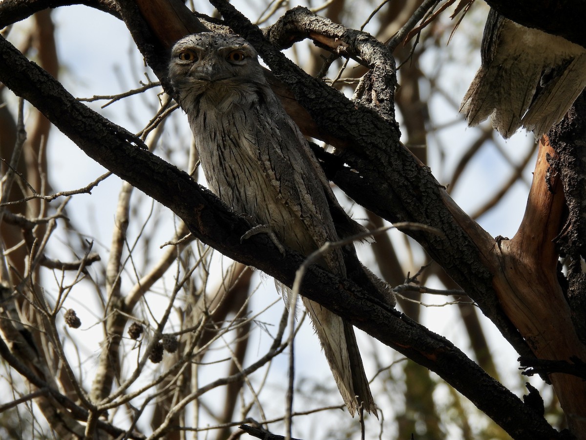 Tawny Frogmouth - ML625511056