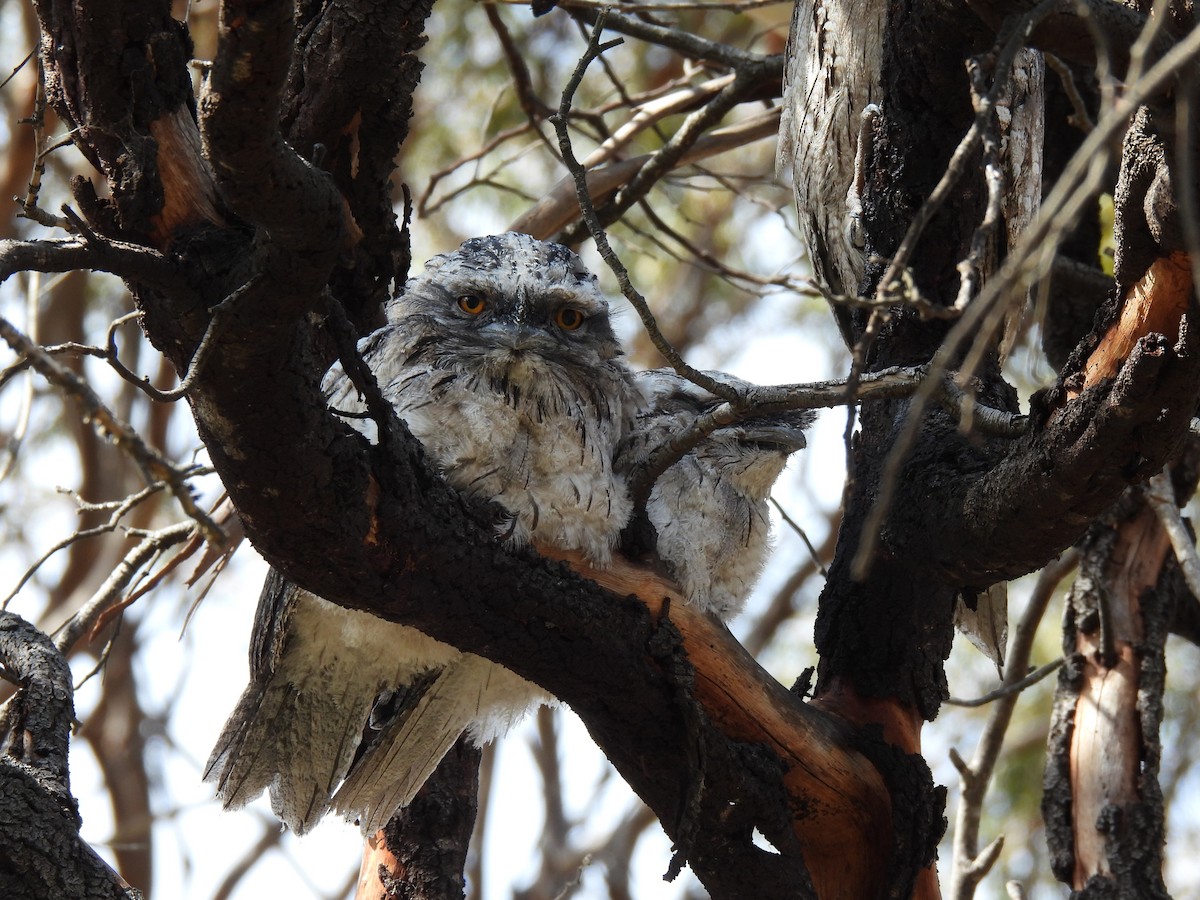 Tawny Frogmouth - ML625511057