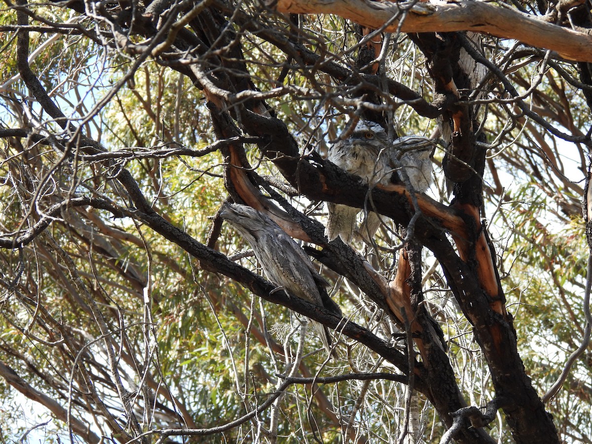 Tawny Frogmouth - ML625511059