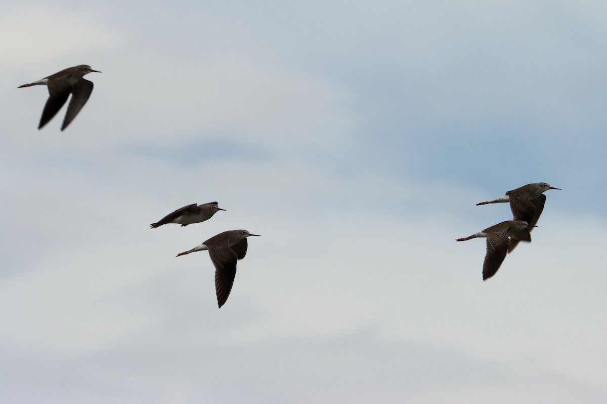 gulbeinsnipe - ML625511074