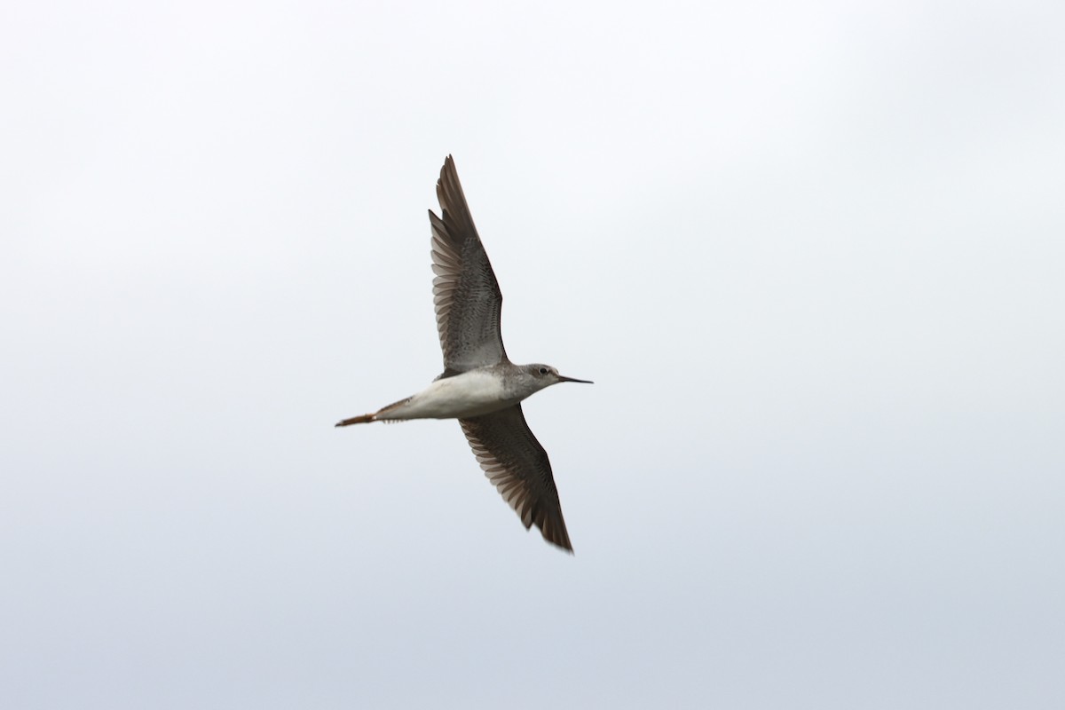 gulbeinsnipe - ML625511148