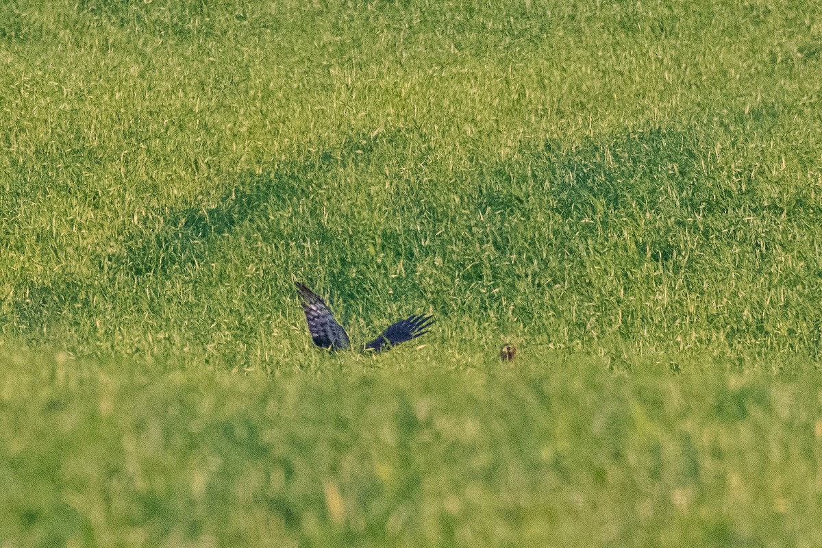 Northern Harrier - Yvonne Mehlenbacher