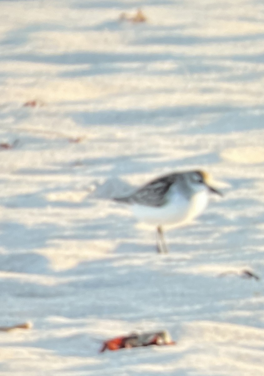 Semipalmated Sandpiper - Anonymous