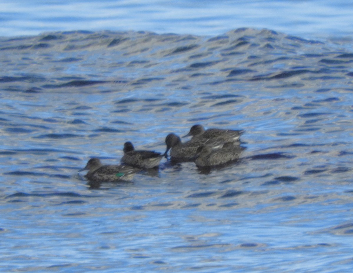 Green-winged Teal - ML625511319