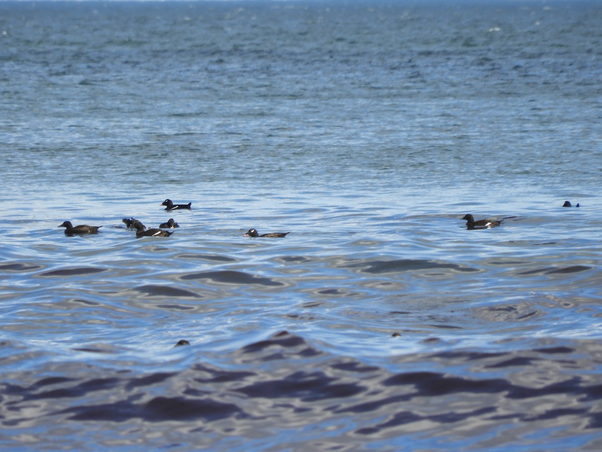 White-winged Scoter - ML625511366