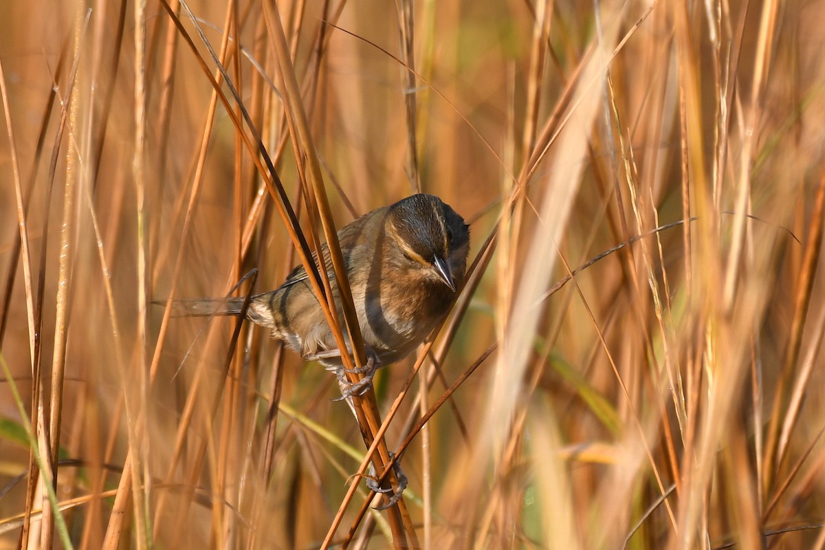 Chingolo de Nelson (subvirgatus) - ML625511390