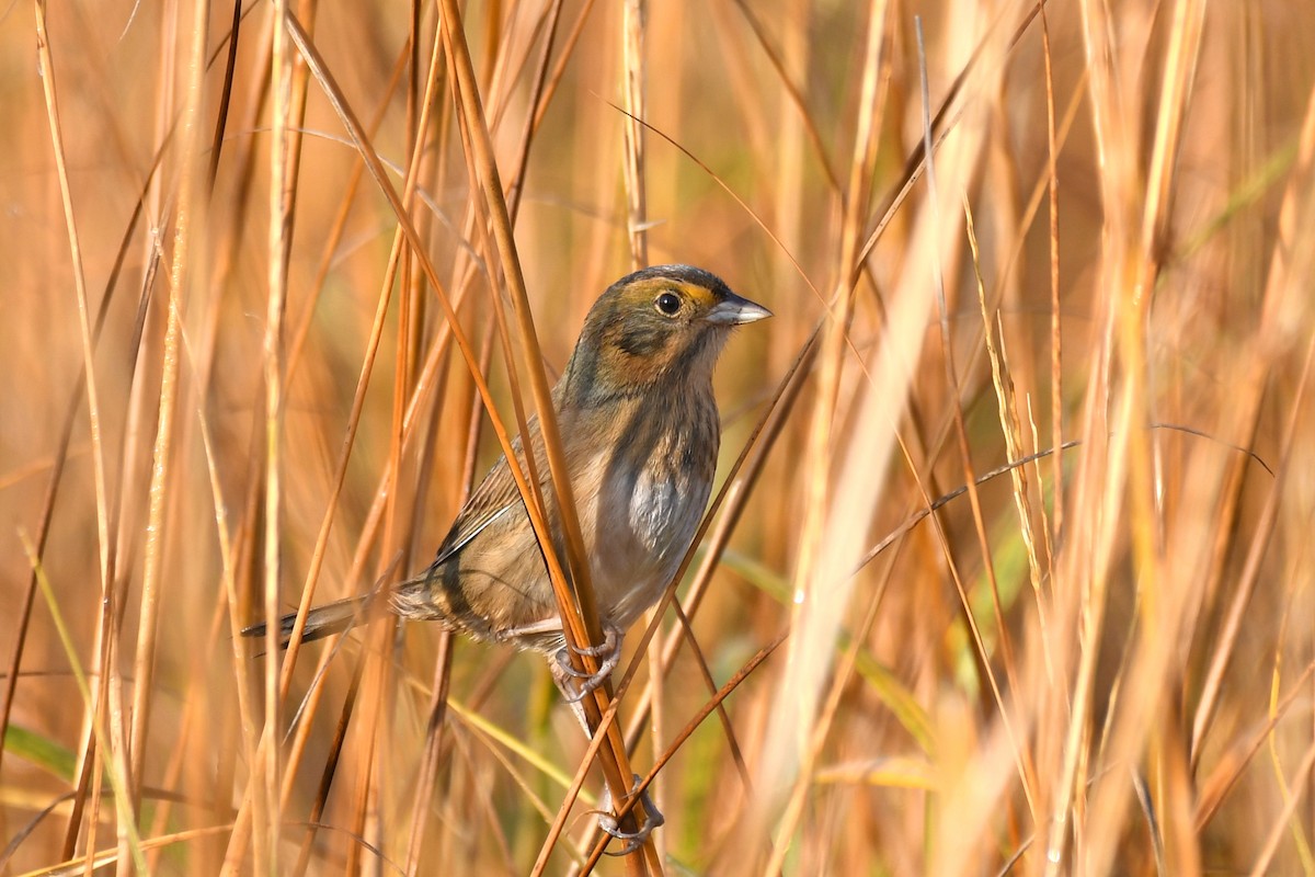 Chingolo de Nelson (subvirgatus) - ML625511392