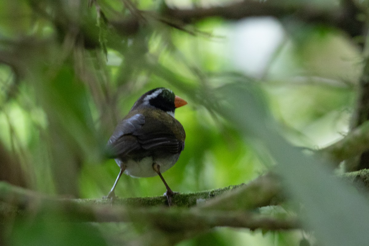 Orange-billed Sparrow - ML625511487