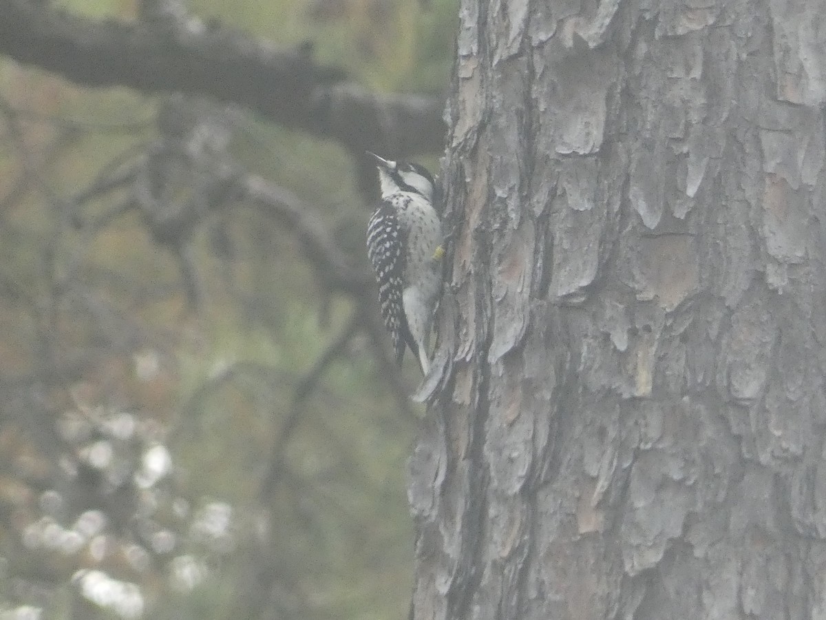 Red-cockaded Woodpecker - ML625511502