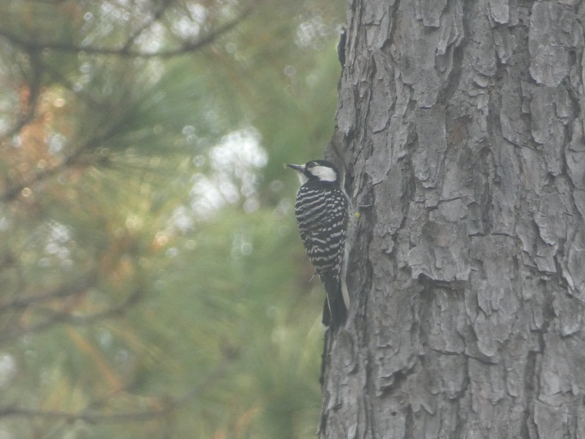 Red-cockaded Woodpecker - ML625511504