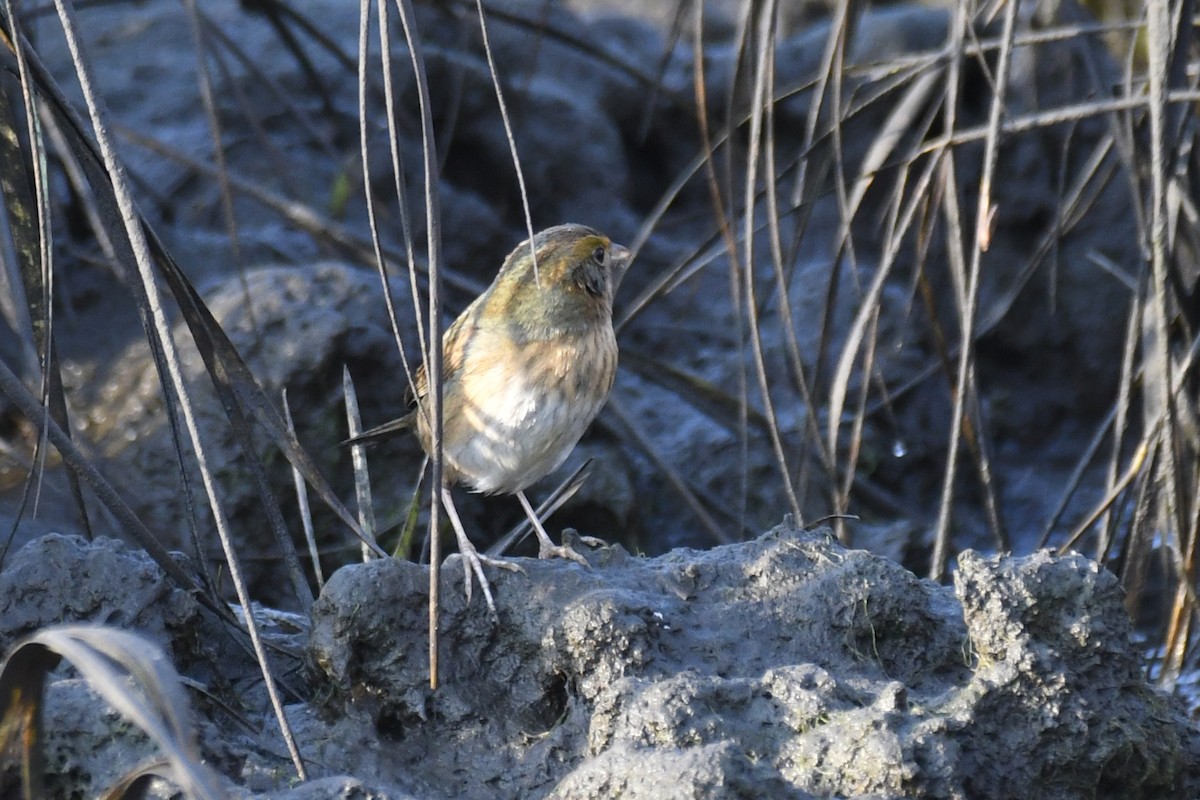 Chingolo de Nelson (subvirgatus) - ML625511521