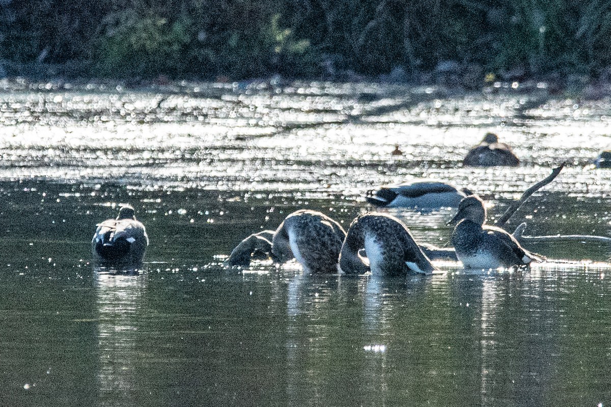 Canard chipeau - ML625511656