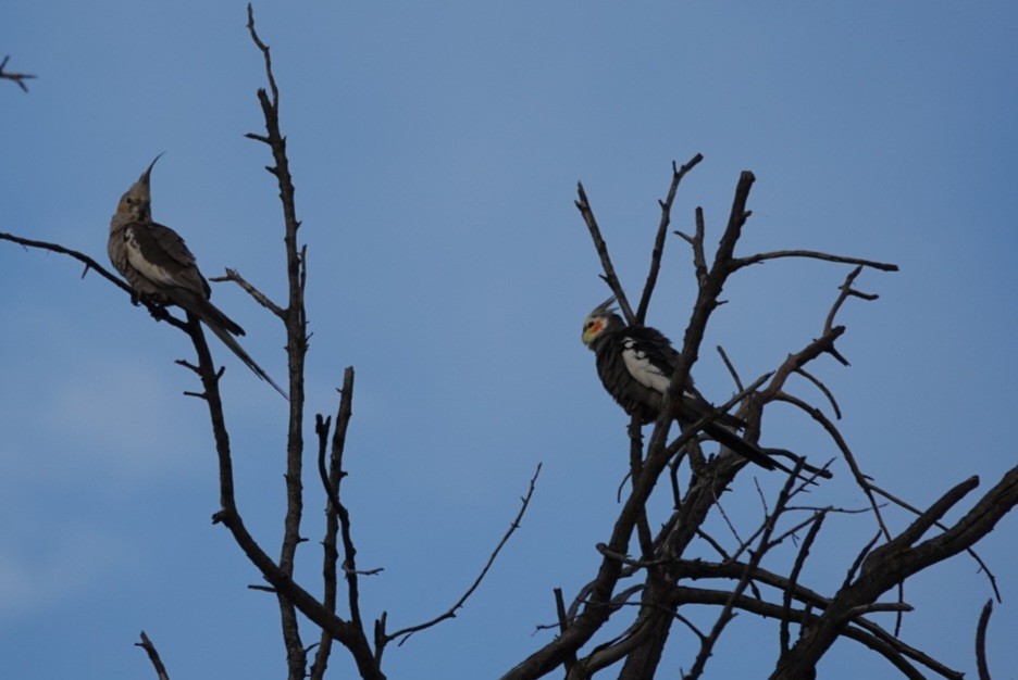 Cockatiel - ML625511727