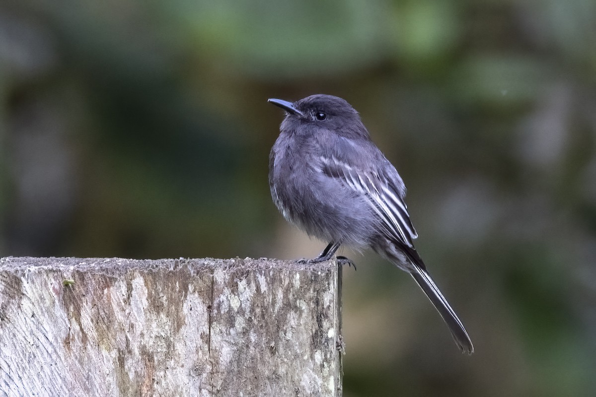 Black Phoebe (White-winged) - ML625512027