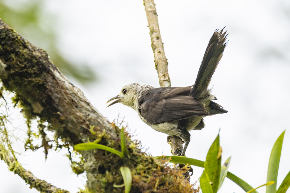 White-headed Wren - ML625512036