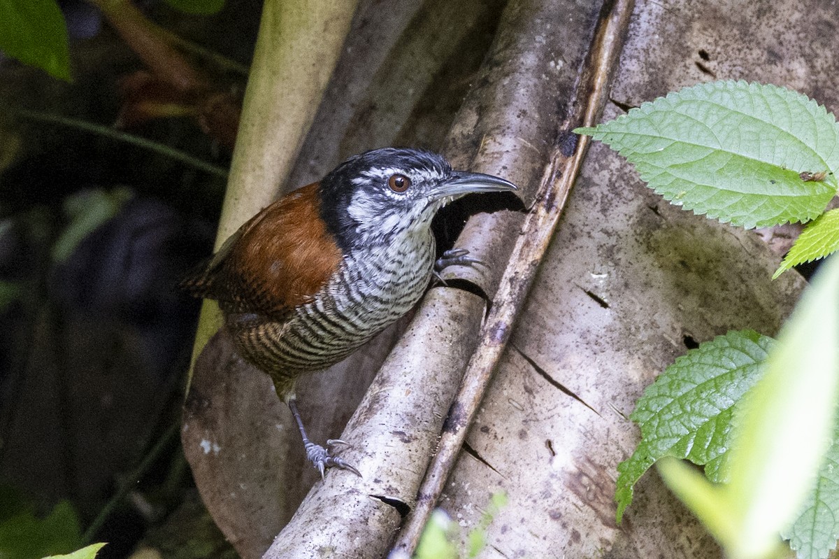 Bay Wren (South American) - ML625512069