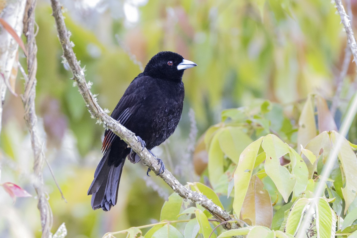 Flame-rumped Tanager (Flame-rumped) - ML625512170