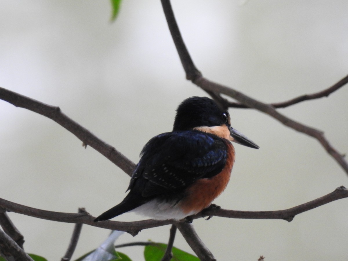 American Pygmy Kingfisher - ML625512231