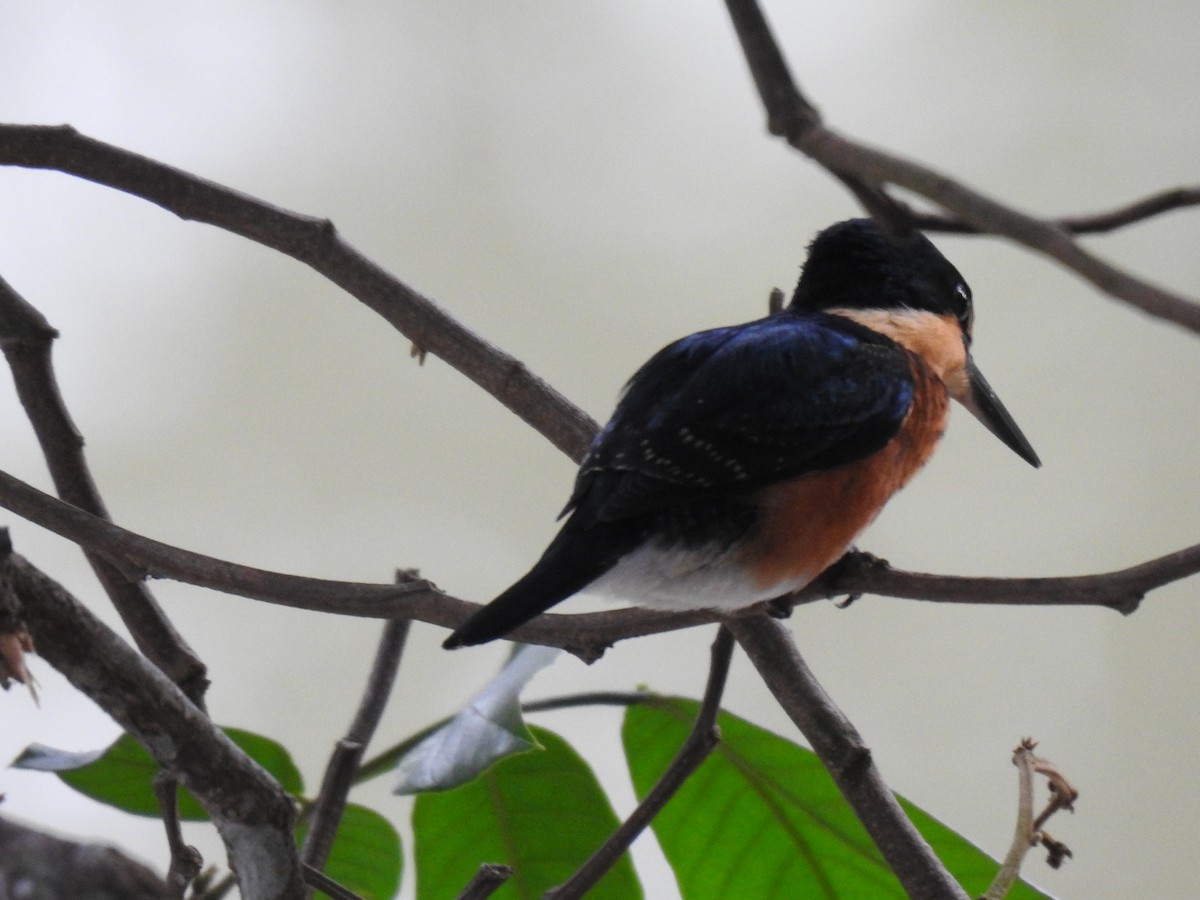 American Pygmy Kingfisher - ML625512237