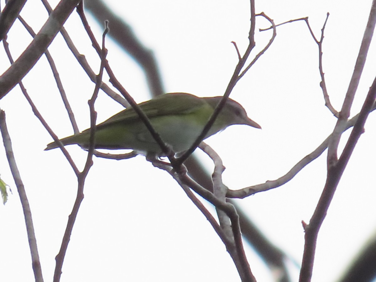 Rotaugenvireo - ML625512246