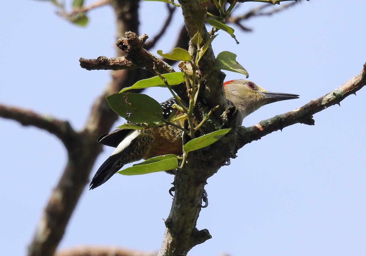 Golden-fronted Woodpecker - ML625512272