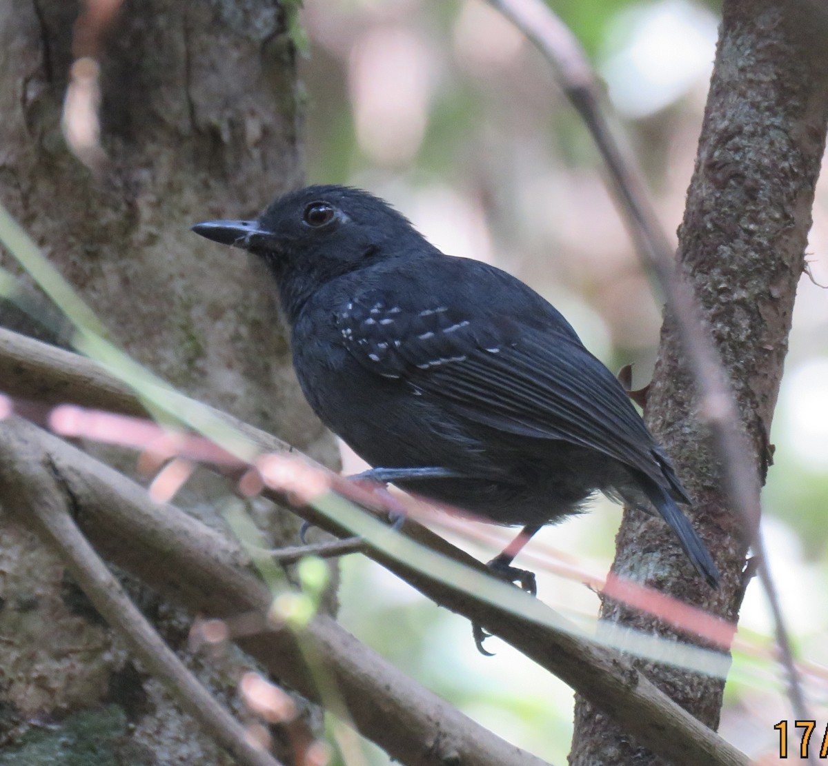 Plumbeous Antvireo - ML625512299