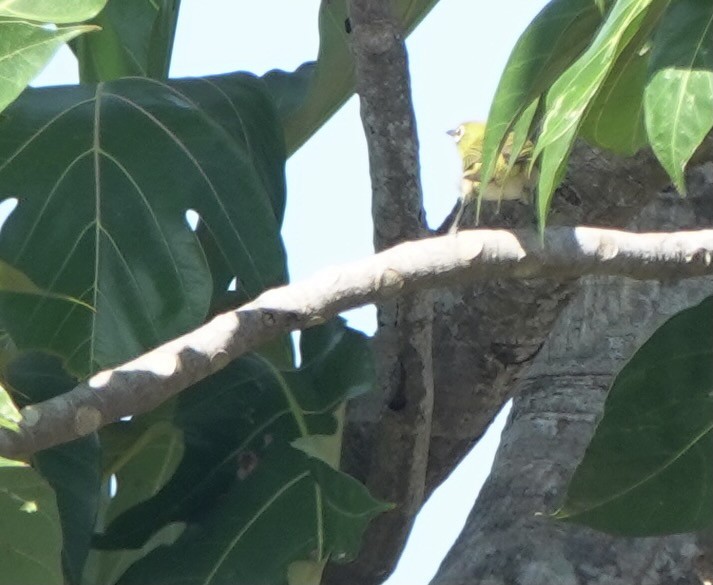 Ashy-bellied White-eye - ML625512345