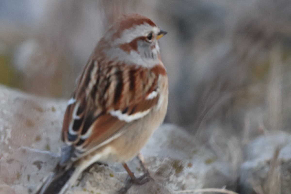 American Tree Sparrow - ML625512405