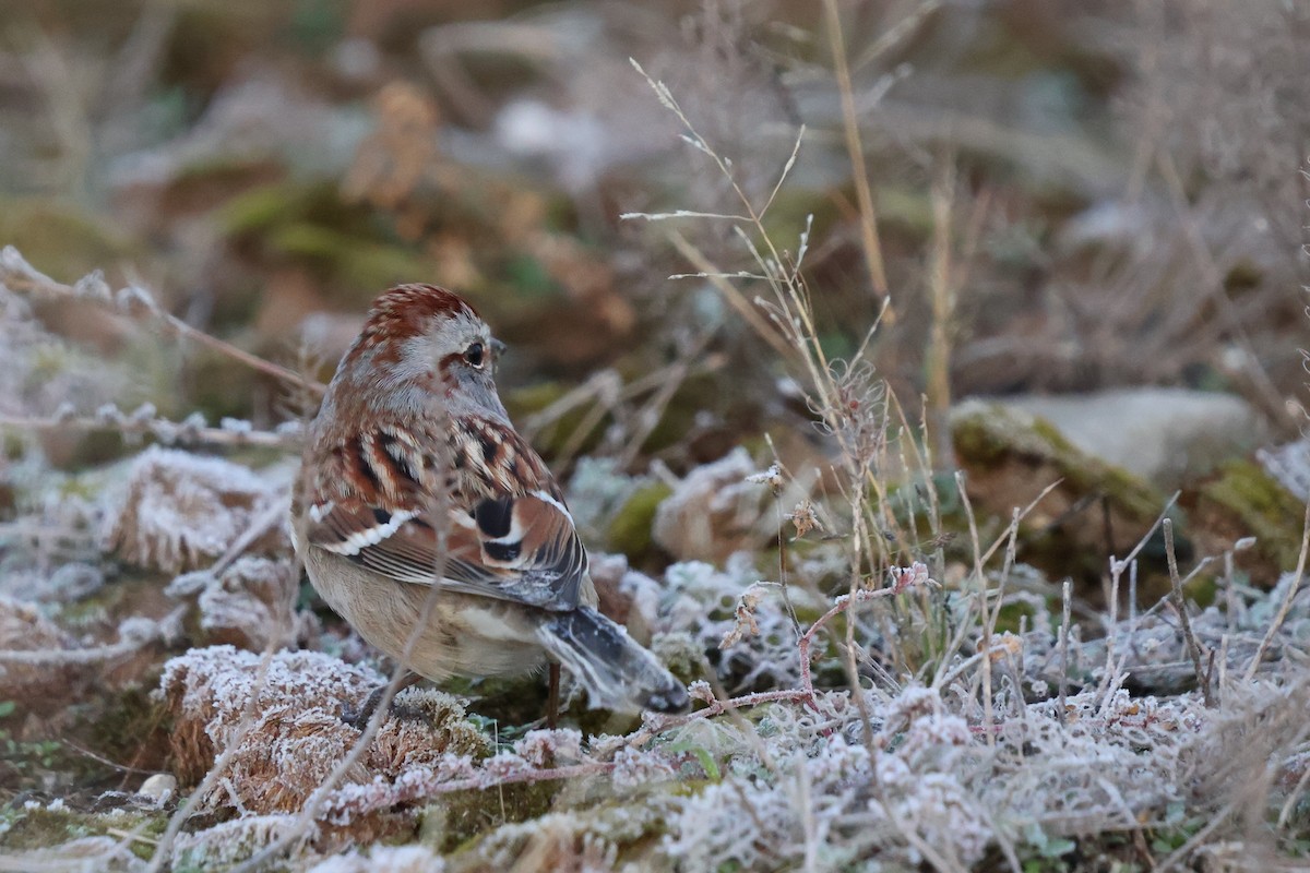 American Tree Sparrow - ML625512442